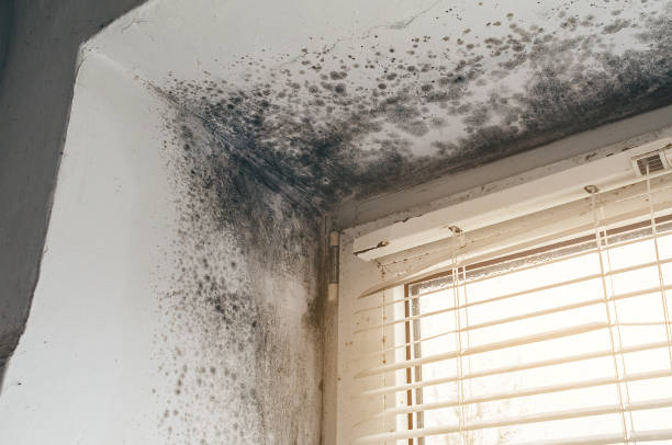 Affordable Mold Removal solutions in Rowlett, TX