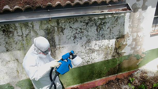 Top rated local Mold Removal specialists in Rowlett, TX